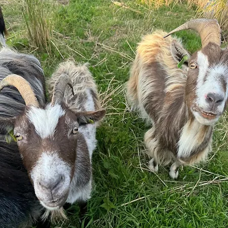 De Witte Reiger 度假居 Markenbinnen